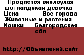 Продается вислоухая шотландская девочка › Цена ­ 8 500 - Все города Животные и растения » Кошки   . Белгородская обл.